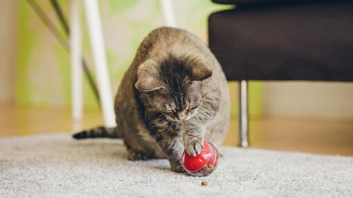 My cat eats clearance plastic